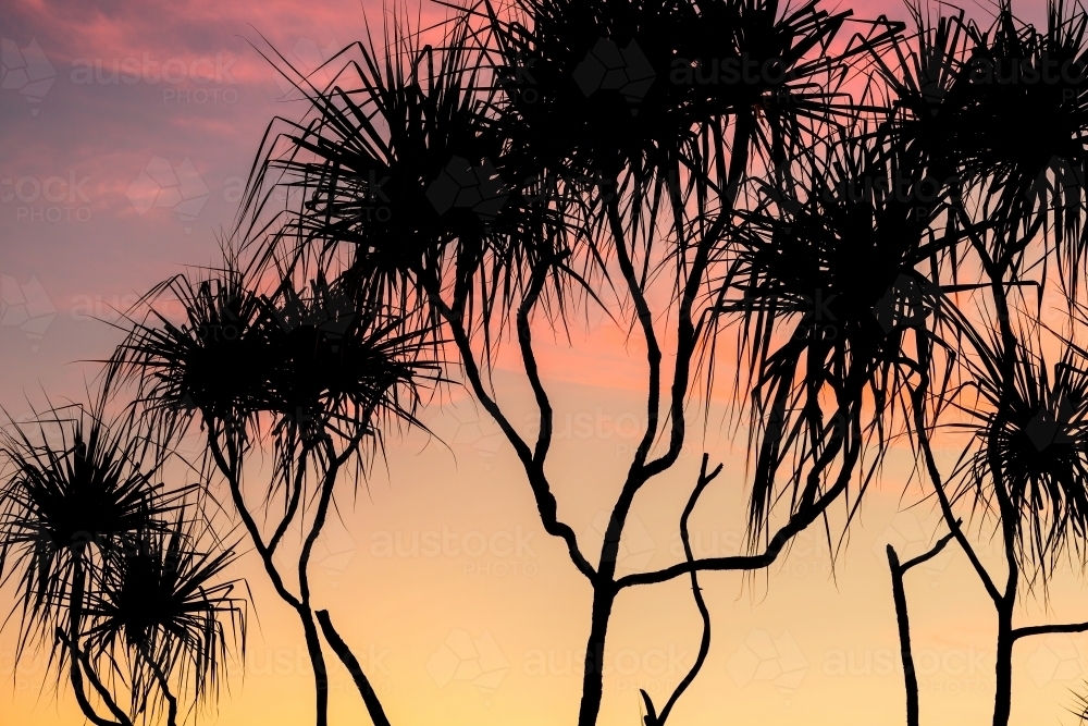 Pandanus Palm silhouette at sunset - Australian Stock Image