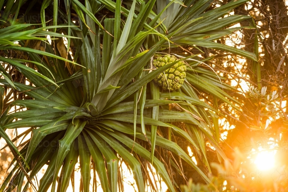 Pandanus Palms at sunset - Australian Stock Image