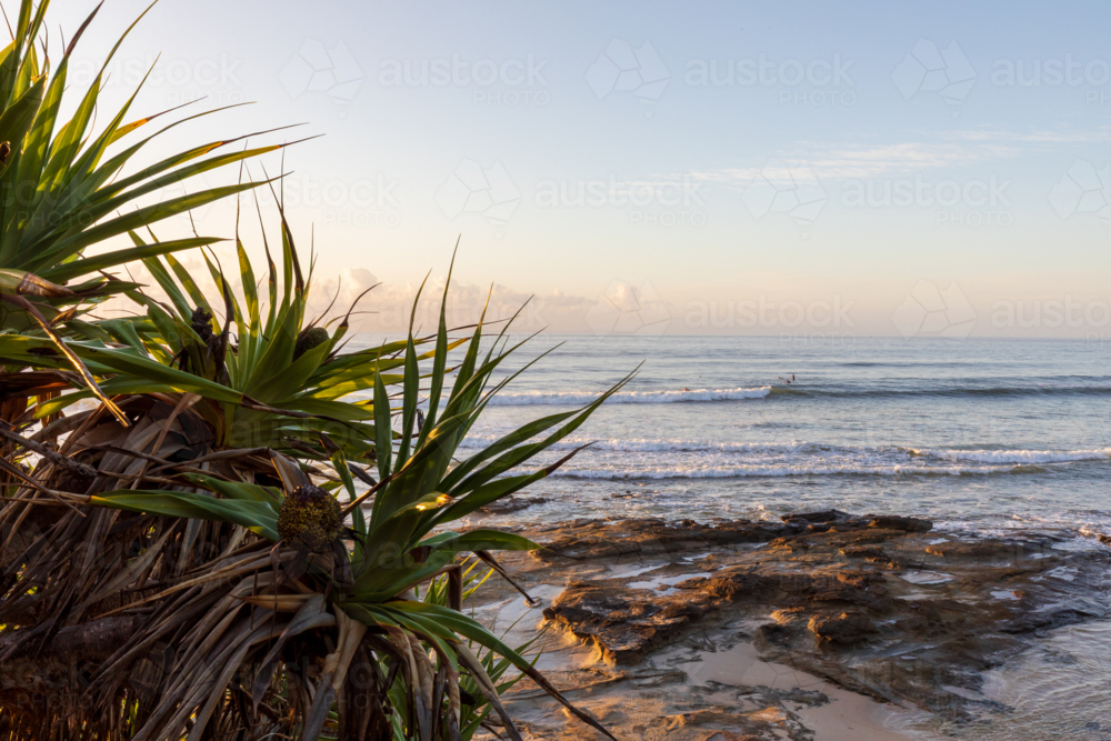 Pandanus Tree in foreground of flat rocks and ocean at sunrise - Australian Stock Image