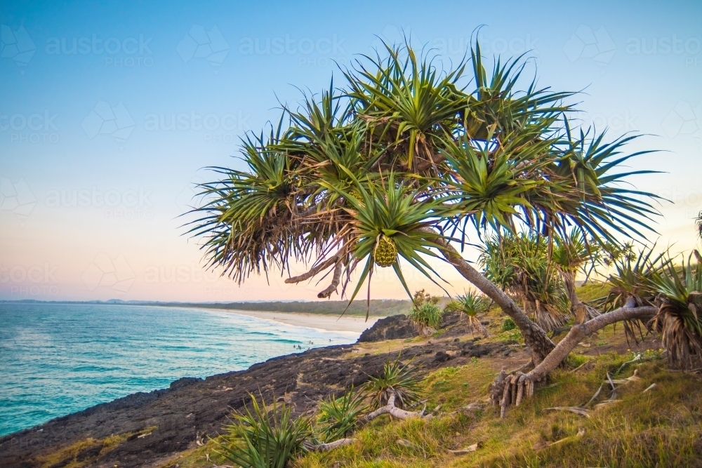 Pandanus tree on the coastline at sunset. - Australian Stock Image