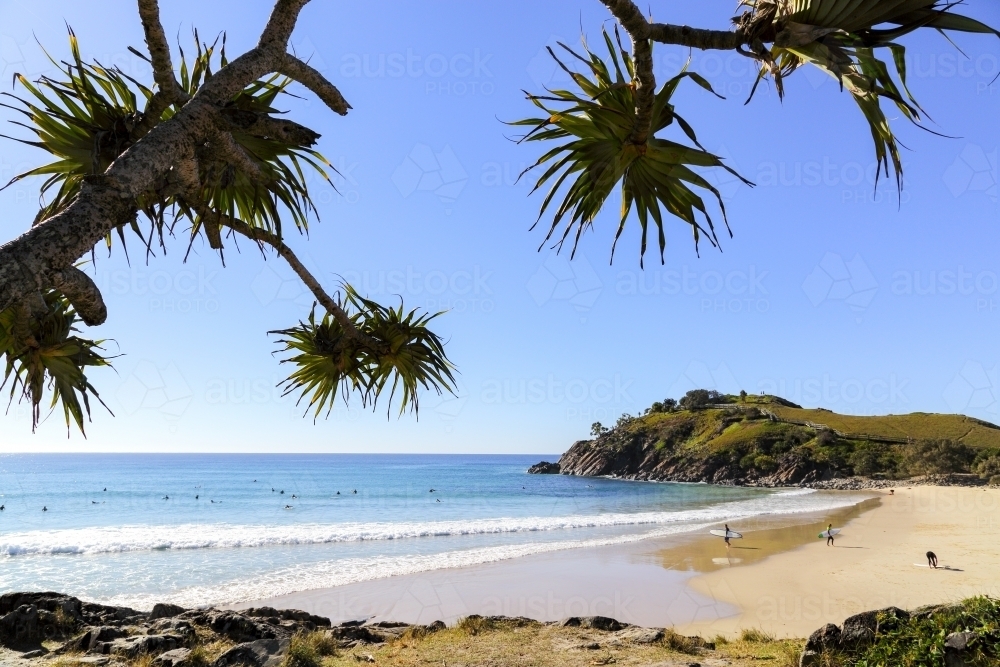 Pandanus trees frame Norries Head at Cabarita Beach. - Australian Stock Image