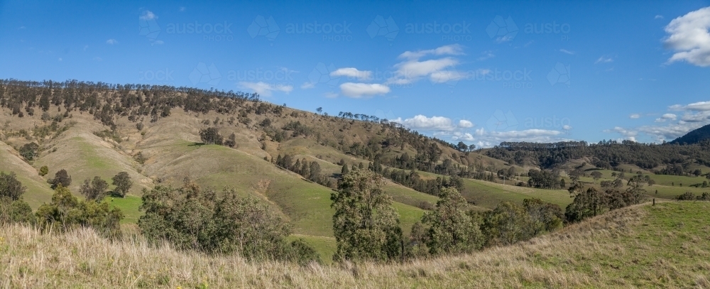 Panorama landscape of rolling hills and valleys with gum trees scattered through paddocks - Australian Stock Image