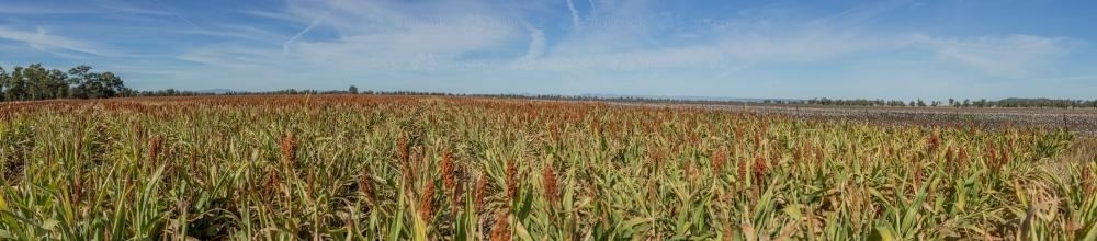 Panorama of a paddock of sorghum - Australian Stock Image