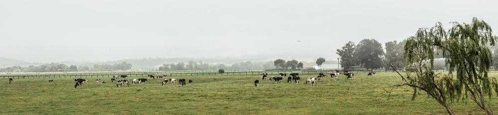 Panorama of dairy cattle in the mist - Australian Stock Image