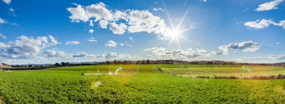 Panorama of green irrigated farm paddock in the afternoon sunlight - Australian Stock Image