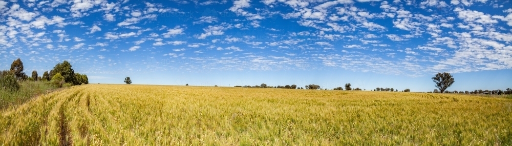 Panorama of green wheat crop in a sunlit grain paddock - Australian Stock Image