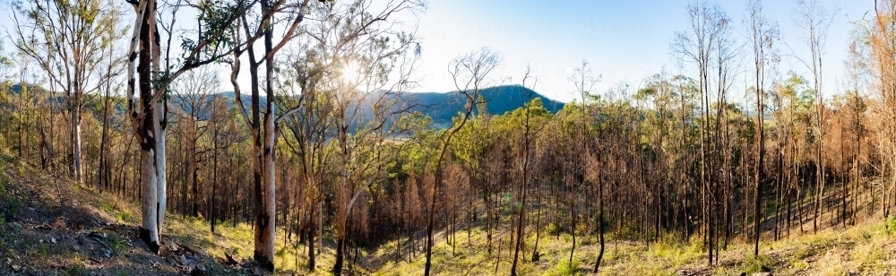 Panorama of hillside with trees growing back after a bushfire - Australian Stock Image