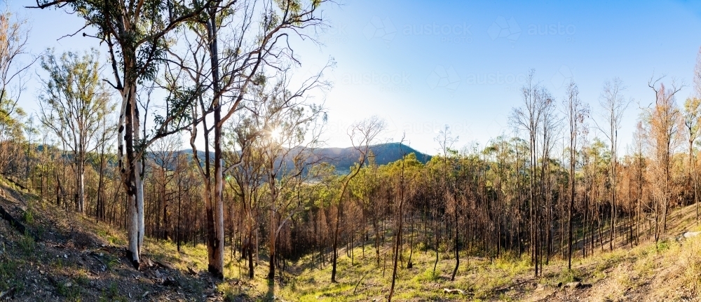 Panorama of hillside with trees growing back after a bushfire - Australian Stock Image