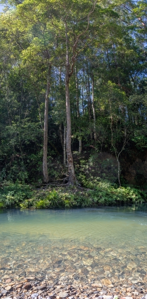 Panorama shot of green pond in bushland and tree - Australian Stock Image