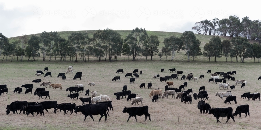 panoramic country view of mixed cattle grazing - Australian Stock Image