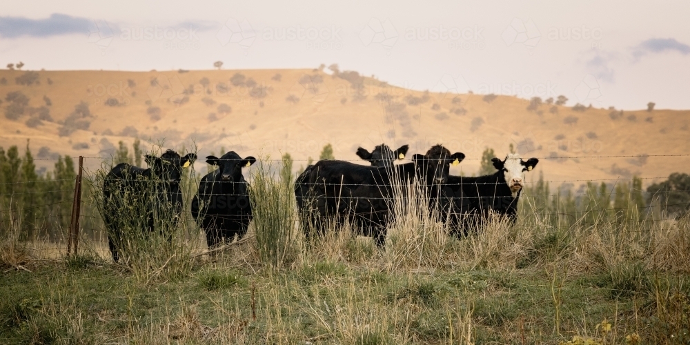 Panoramic image of cows looking through barbed wire fence on farm - Australian Stock Image
