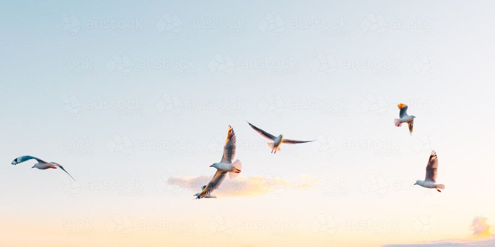 Panoramic image of flock of seagulls flying in the sky - Australian Stock Image
