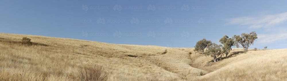 panoramic views of dry grassy drought stricken farm land in rural Australia - Australian Stock Image