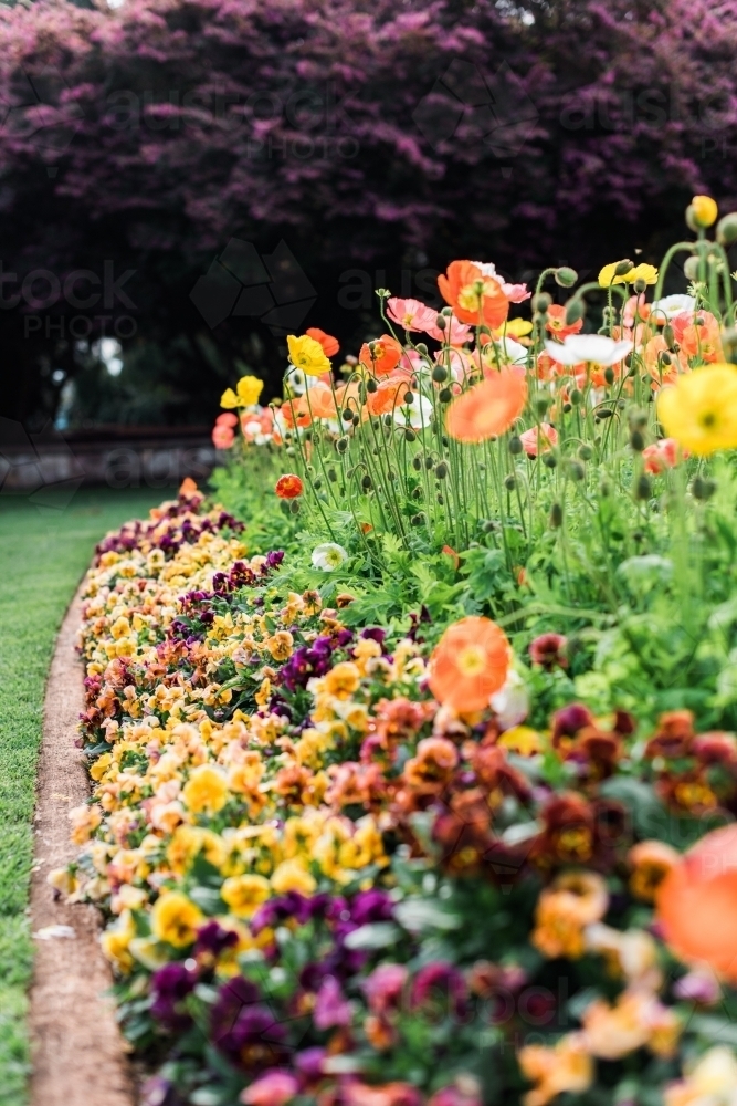 Pansy and poppy flowers in brightly coloured flowerbeds - Australian Stock Image