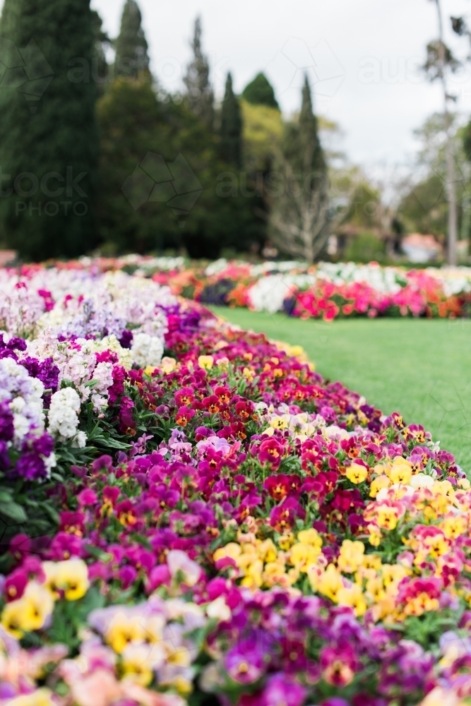 Pansy and stock flowers in brightly coloured flowerbeds - Australian Stock Image