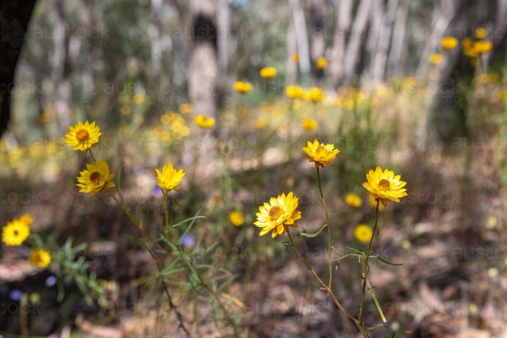 Paper daisy in flower - Australian Stock Image