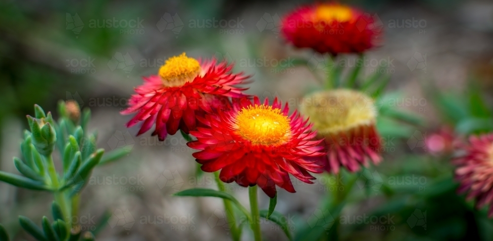 Paper flower daisy plant in the garden - Australian Stock Image