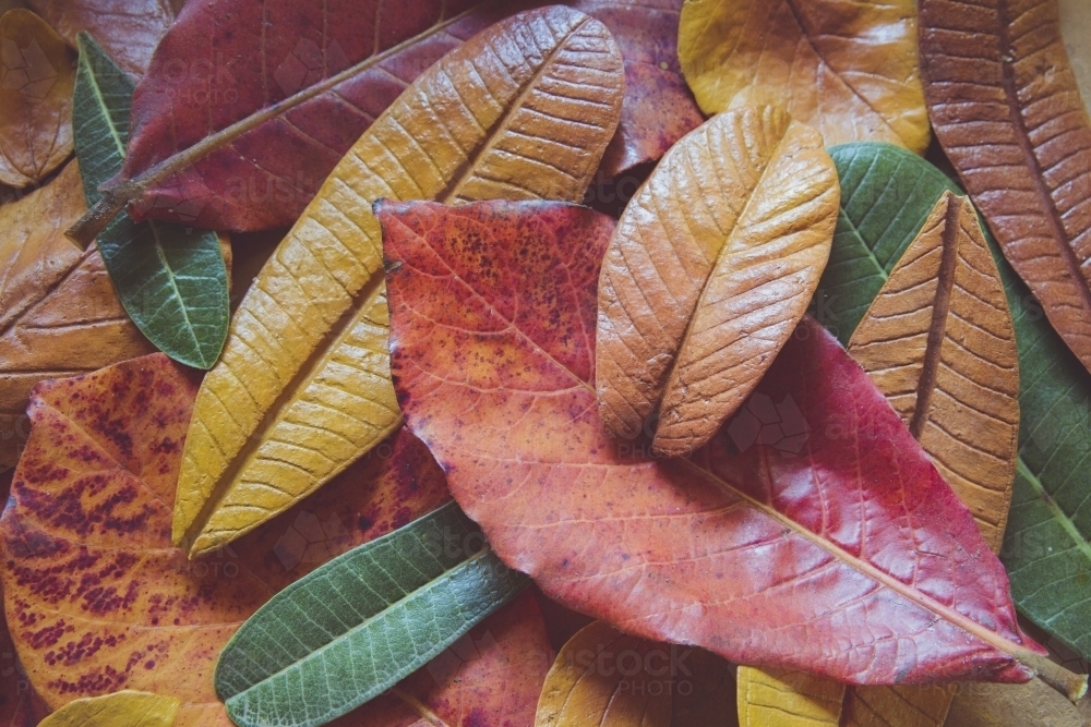 Paper Mache Autumn Leaves - Australian Stock Image