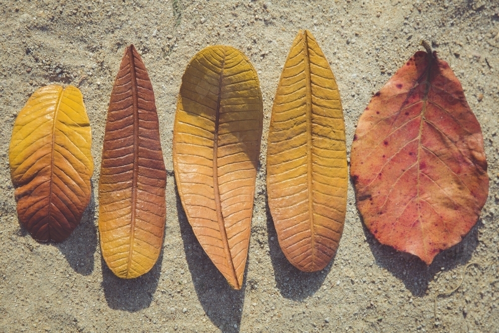 Paper Mache Autumn Leaves in a line - Australian Stock Image