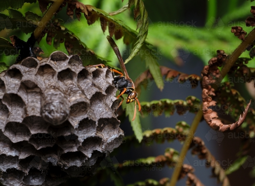 Image of Paper Wasp and Nest - Austockphoto