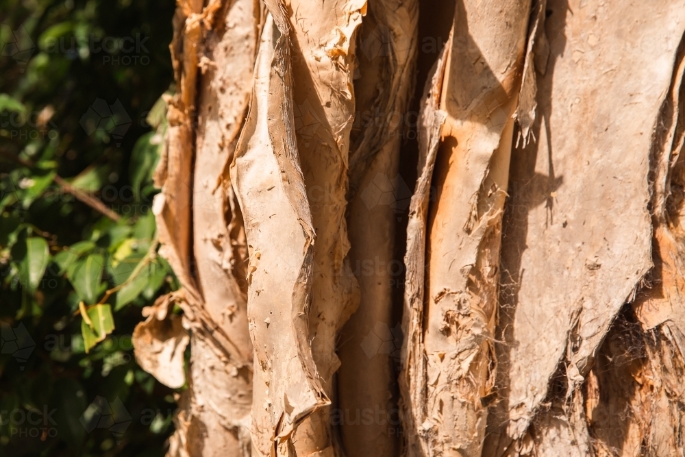 Image of paperbark - Austockphoto