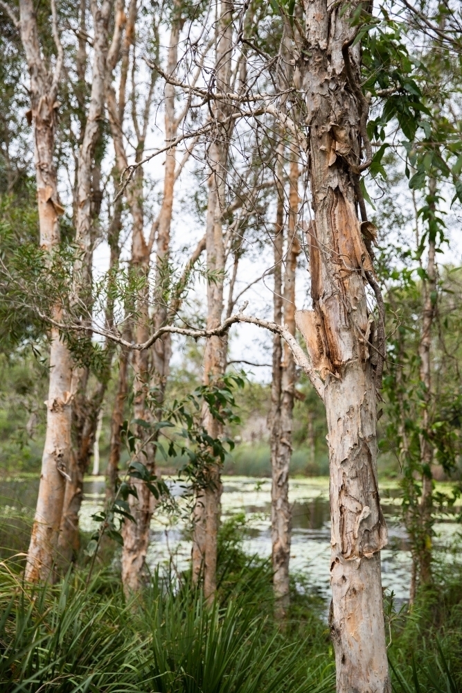 paperbark forest next to a lake in south east Queensland - Australian Stock Image