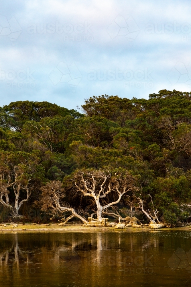 Paperbark tree and bush across estuary with rippled reflection in dark water - Australian Stock Image