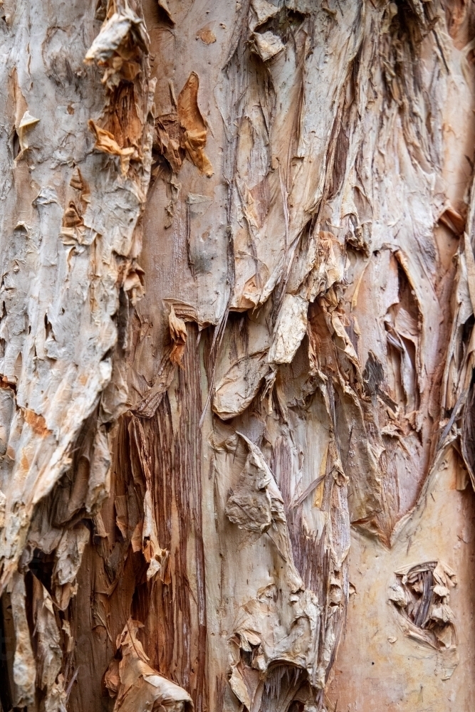 Paperbark tree detail - Australian Stock Image