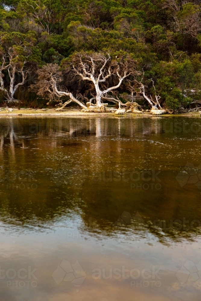 Paperbark tree on shore of estuary - Australian Stock Image