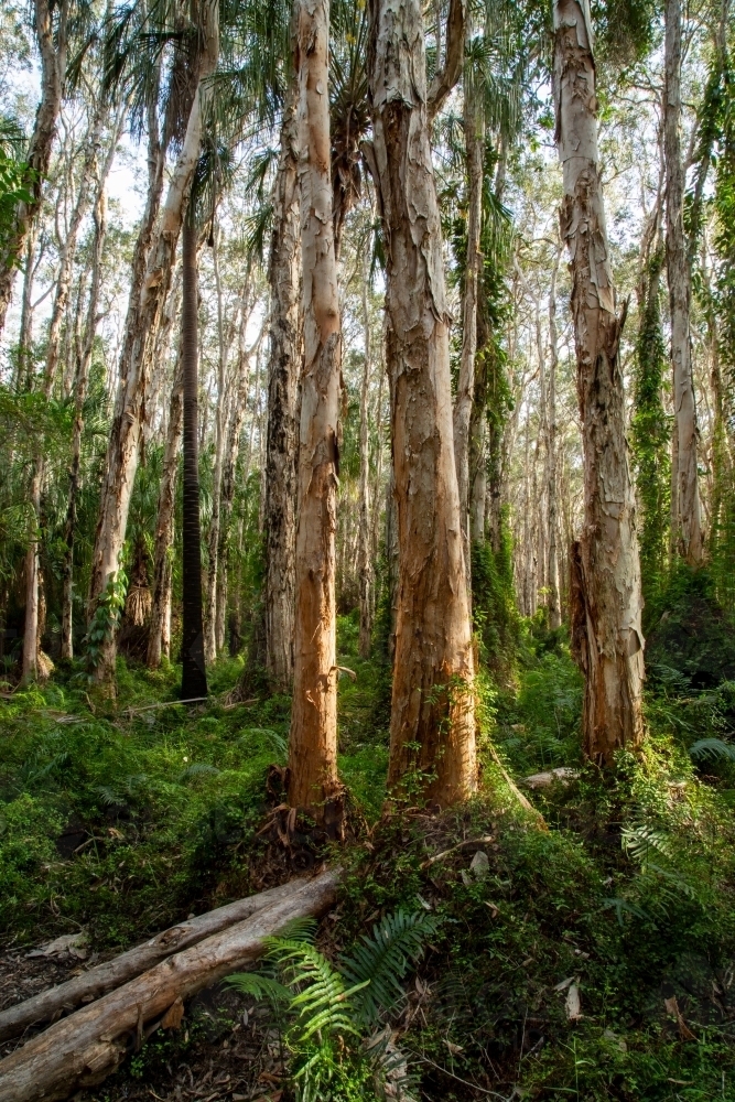 Image of Paperbark trees at the Paperbark Forest Boardwalk, Agnes Water ...