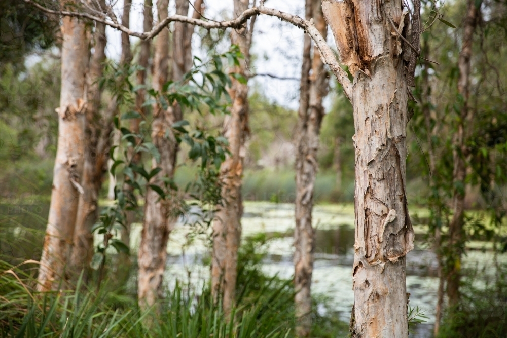 Image of paperbark trees with a blurry lake in the background ...