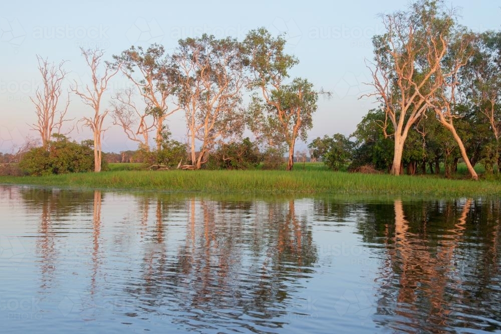 Paperbarks at Yellow Water Billabong, Kakadu National Park - Australian Stock Image