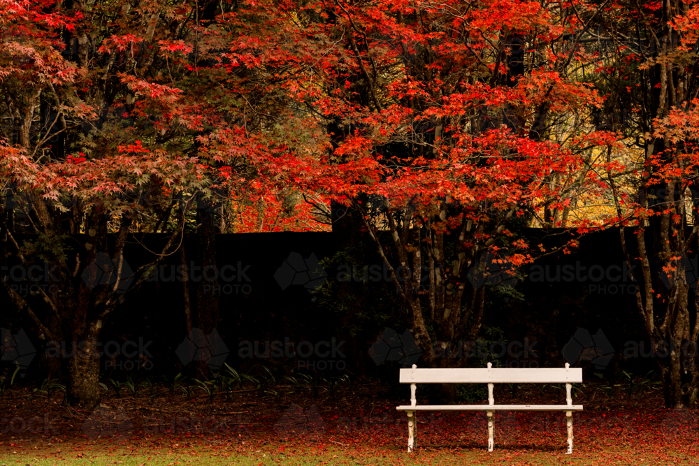 Park Beach Seat Against Red Autumn Colours in park - Australian Stock Image