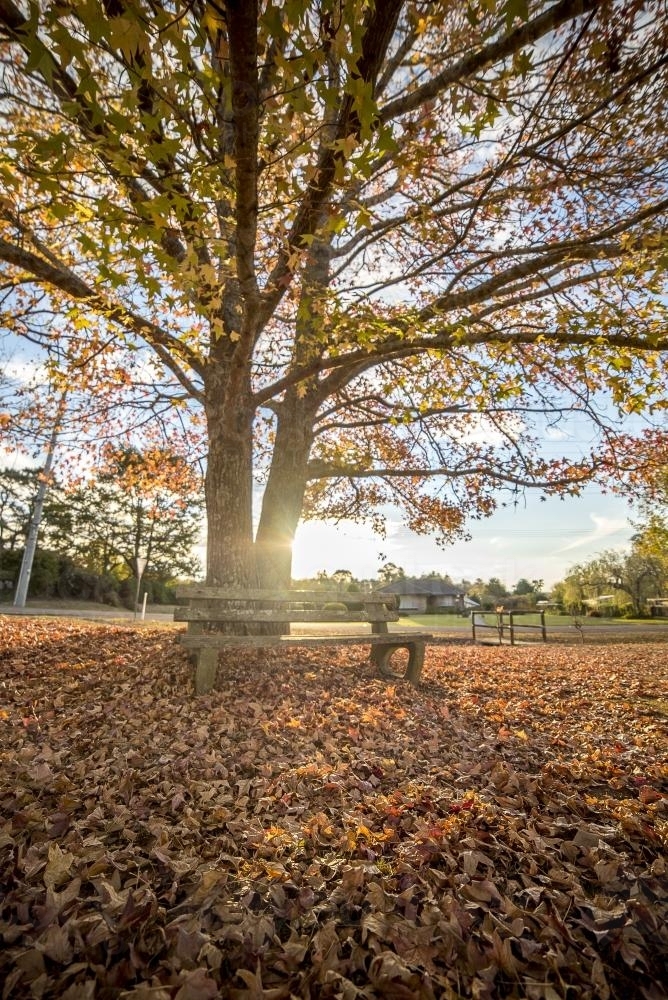 Park bench under tree with ground covered in yellow orange autumn leaves - Australian Stock Image