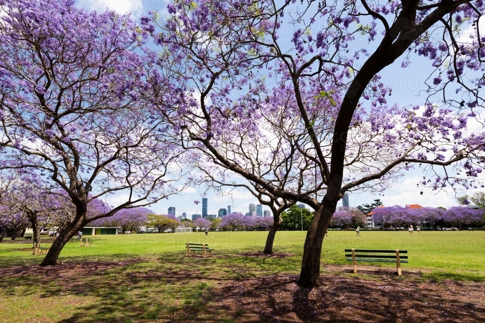Park seat between Jacaranda trees in bloom with city skyline behind - Australian Stock Image