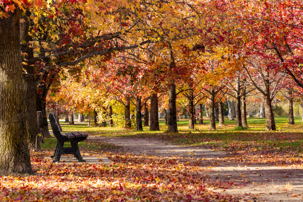 Park with colourful yellow and red autumn leaves, bench seat and path. - Australian Stock Image
