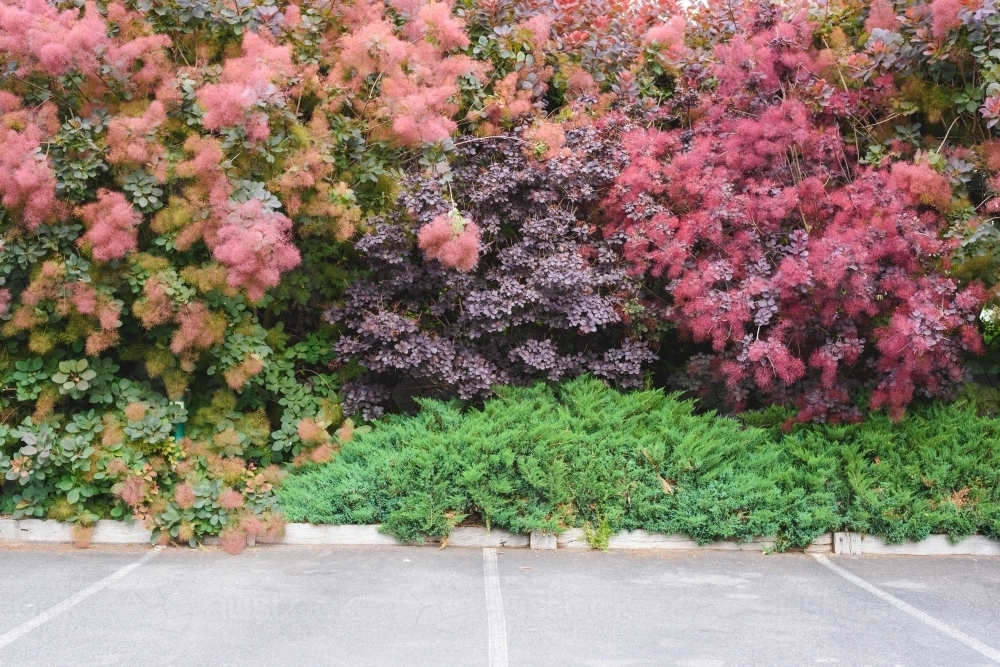 Parking space outside the tree wall - Australian Stock Image