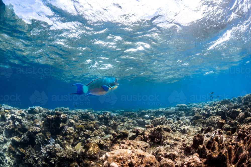 Parrot fish swimming on the Great Barrier Reef - Australian Stock Image