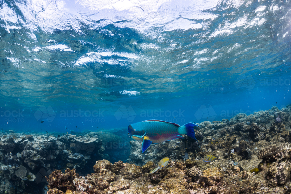 Parrot fish swimming on the Great Barrier Reef - Australian Stock Image