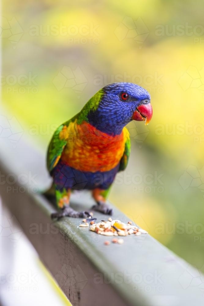 Parrot on Railing with seeds - Australian Stock Image