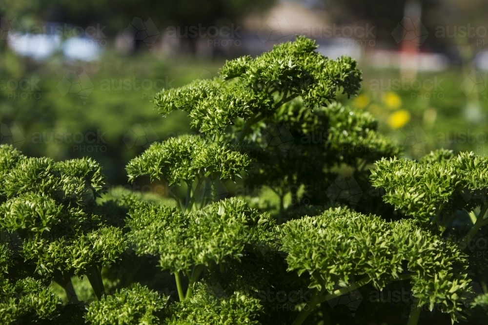 Parsley crop - Australian Stock Image