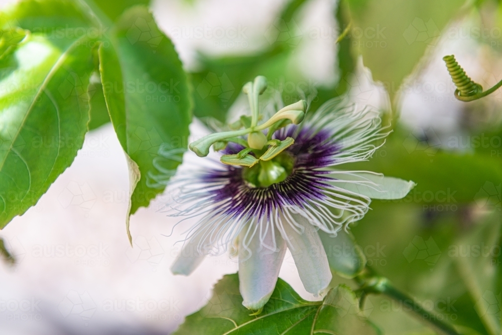 Passionfruit flower - Australian Stock Image