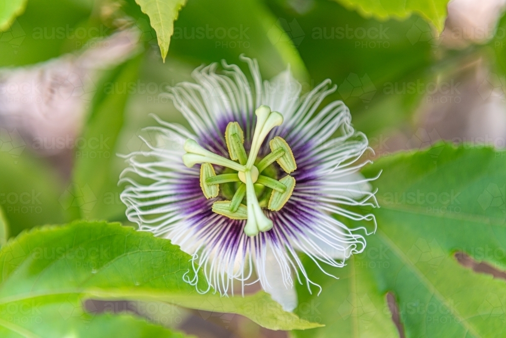 Passionfruit flower - Australian Stock Image