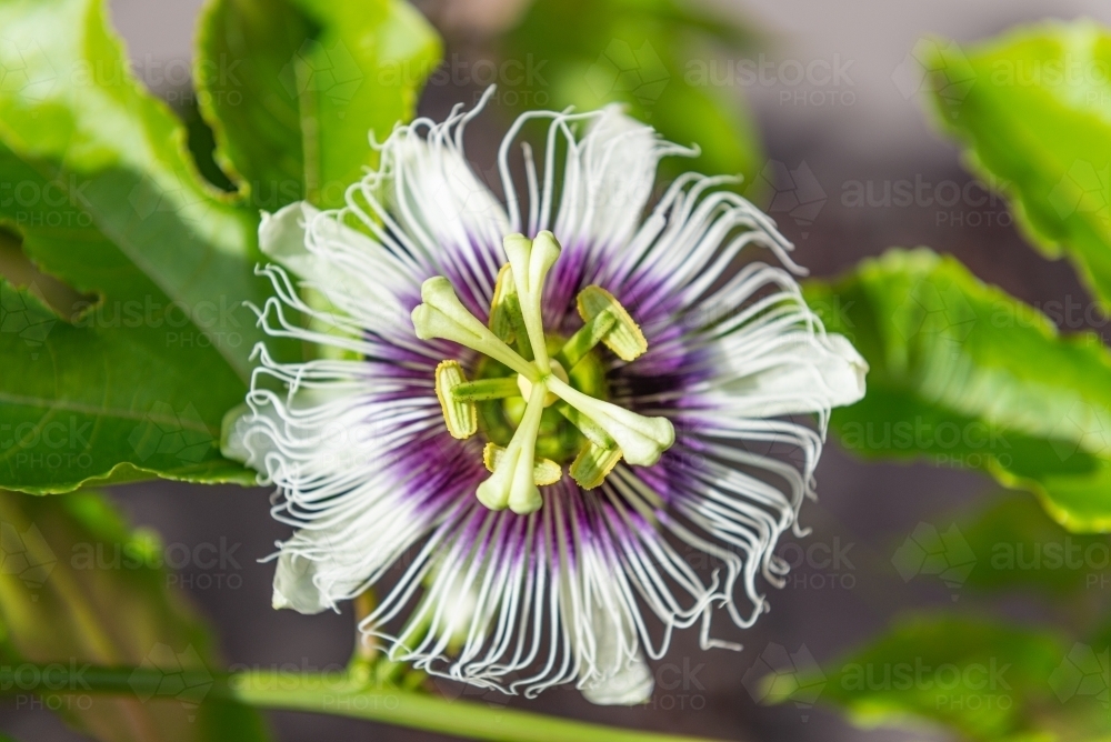 Passionfruit flower - Australian Stock Image