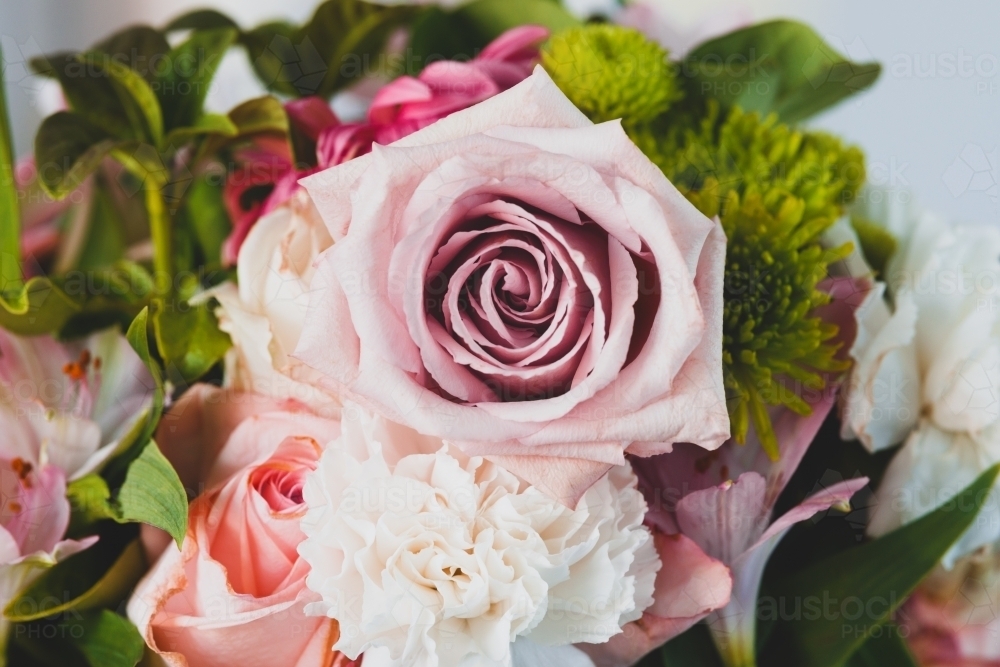 pastel rose - Australian Stock Image