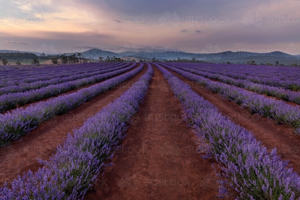 Pastel sunrise at lavender farm with hills & trees in the background - Australian Stock Image