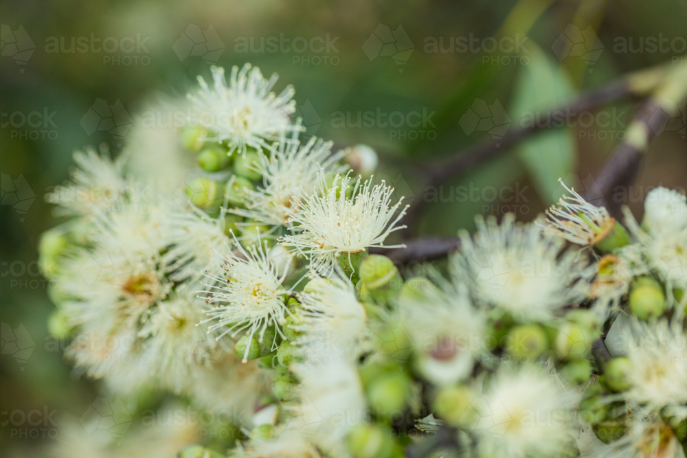 pastel yellow gum blossoms with shallow dof - Australian Stock Image