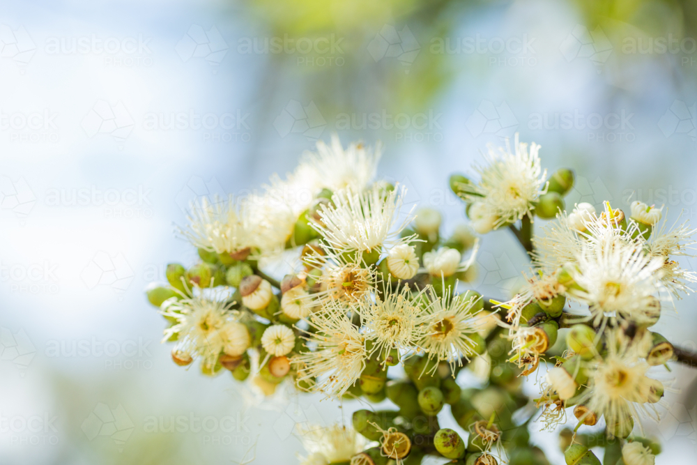 Pastel yellow gum tree blossoms blooming in bushland close up with shallow dof - Australian Stock Image