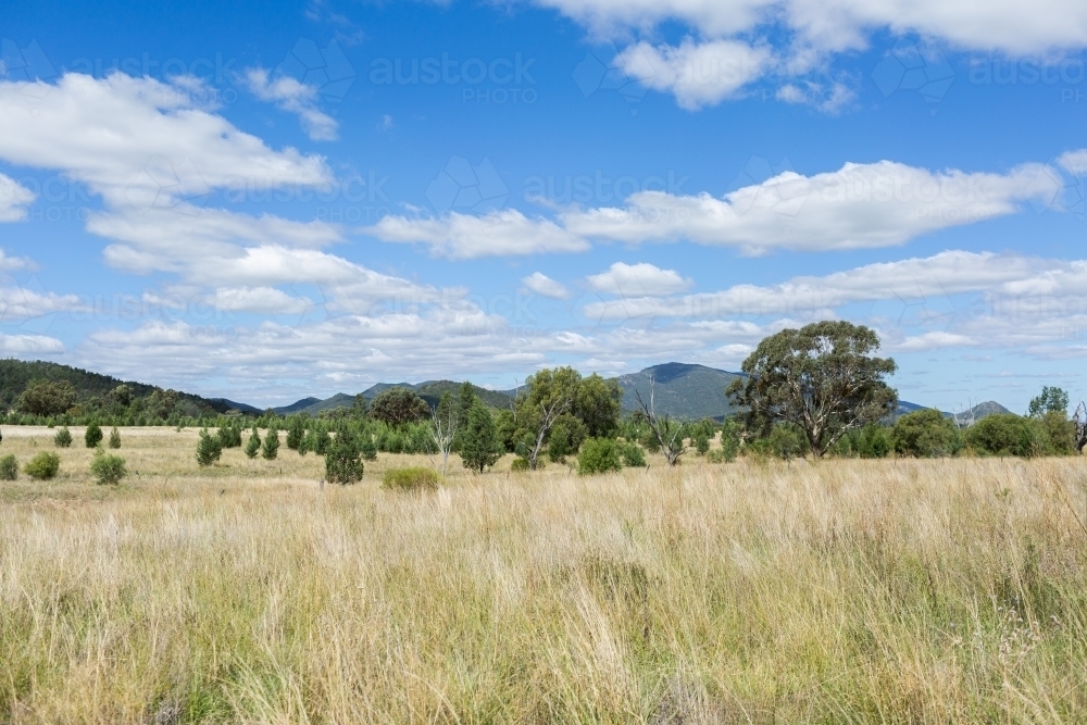 Pastoral landscape in bright midday light in NSW Australia - Australian Stock Image