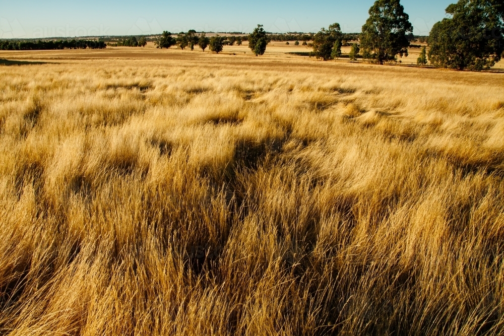 Pasture of long golden grass - Australian Stock Image